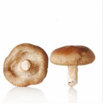 天然非转基因 生态种植鲜香菇 250g/份