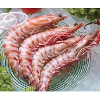 野生斑节虾8头 海鲜大礼包 绝对正宗超值 欢迎团购