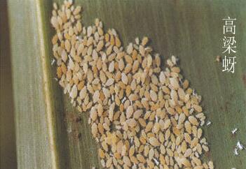 高梁蚜虫防治