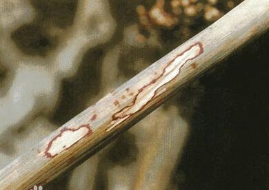 高粱纹枯病防冶