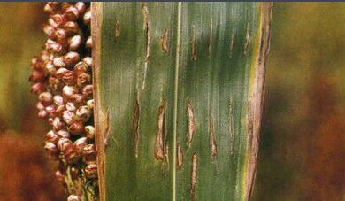 高粱细菌性红条病