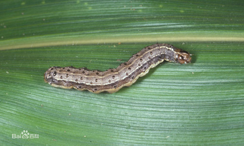 草地贪夜蛾防冶