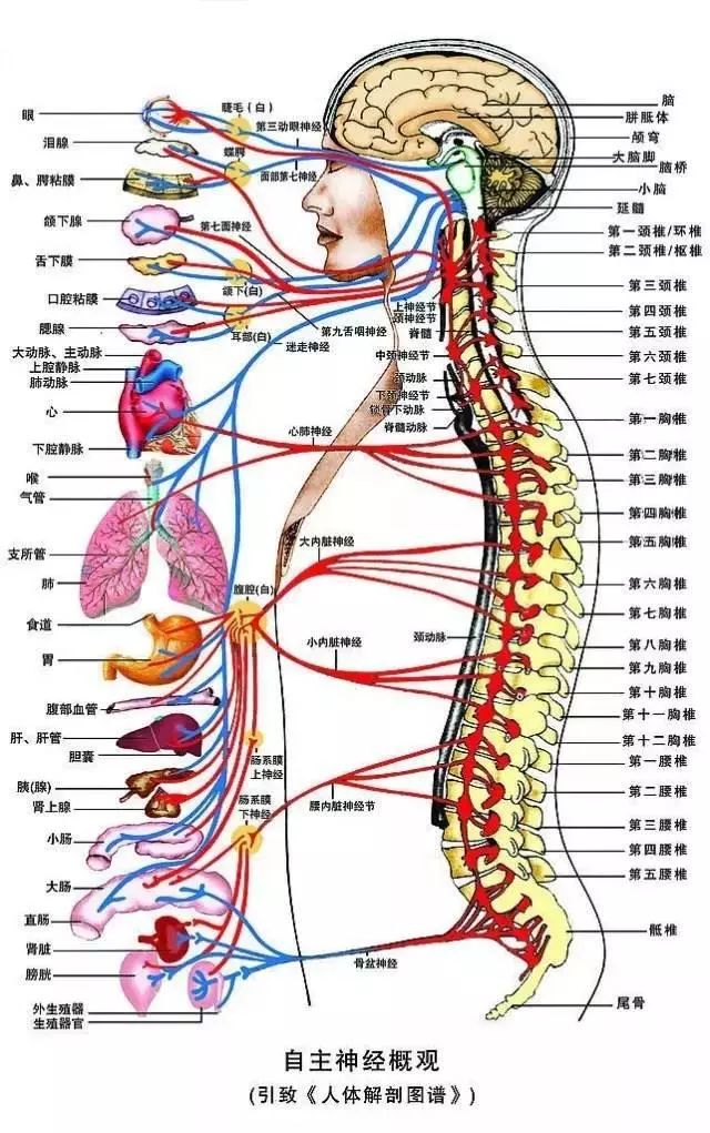 鸿玉堂脊柱养生反射疗法