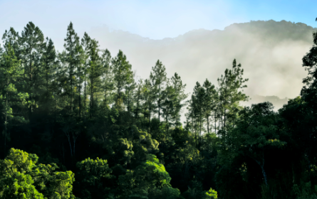 科技守护雨林：海南热带雨林国家公园松材线虫病监测