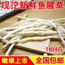 新鲜鱼腥草 现挖侧耳折耳根一份4斤包邮