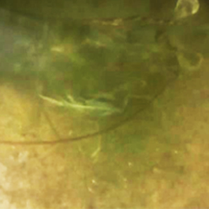 iView拍摄实例—广东东海岛对虾养殖池实录