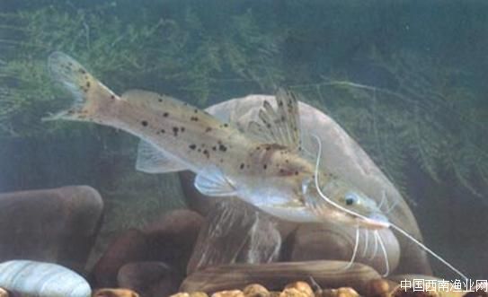 斑蠖——鱼只有在珠江水系才能见到的美味鱼